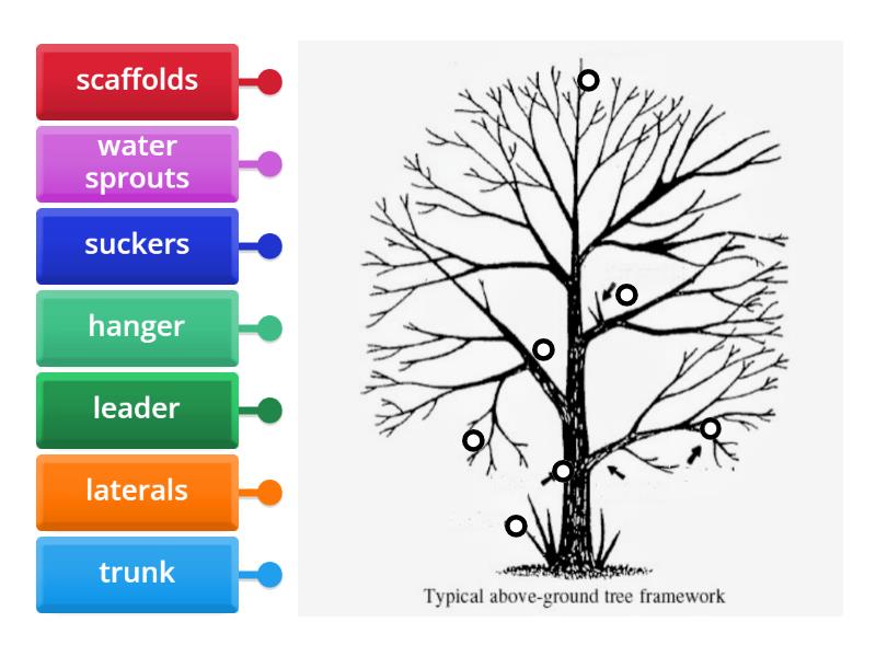 Basic tree anatomy - Labelled diagram
