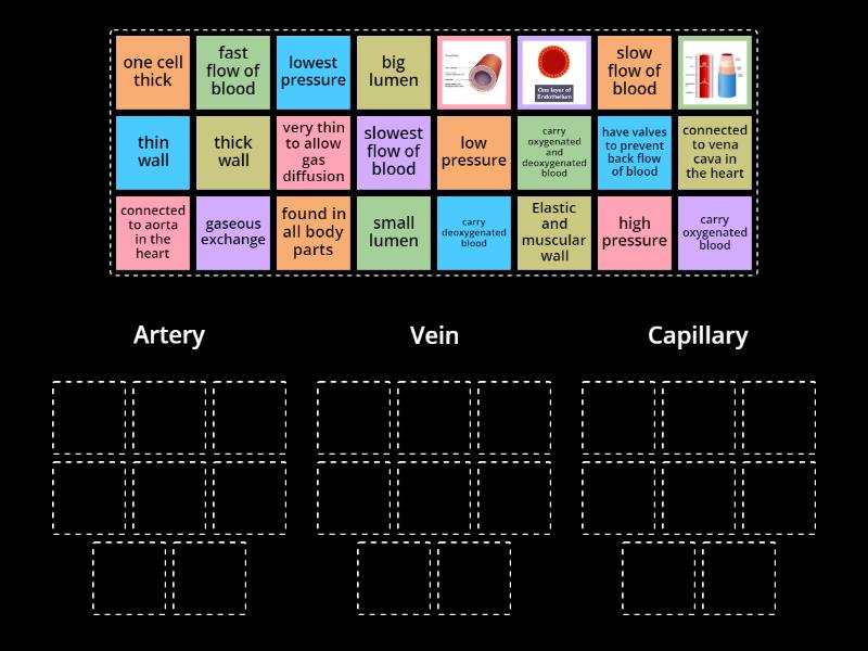 Blood vessels - Group sort
