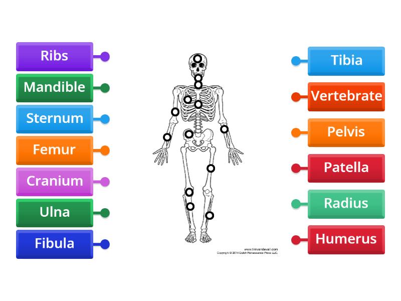 Label the Skeletal System - Labelled diagram