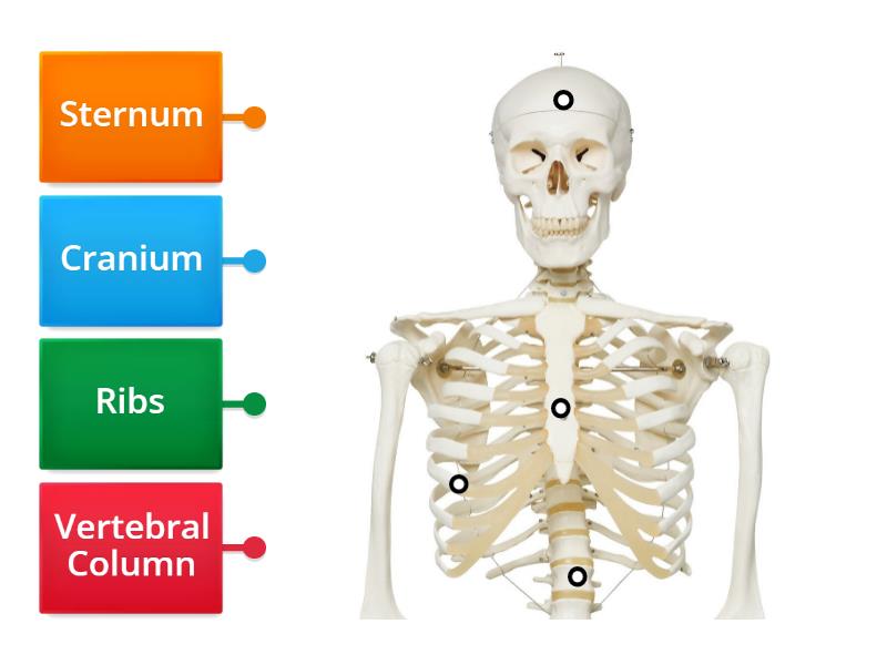 The Human Skeletal System - Labelled diagram