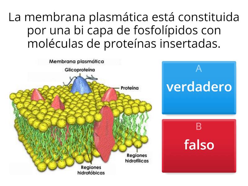 Membrana Plasmática - Quiz