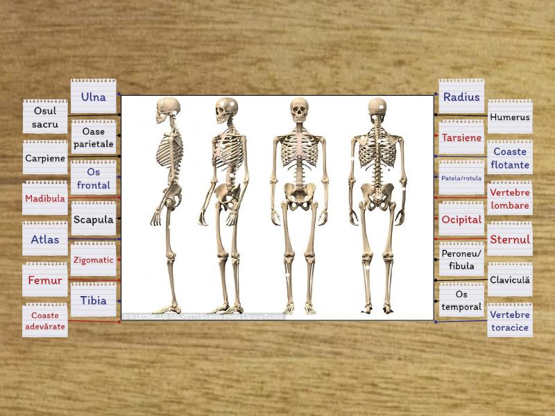 Scheletul Uman Labelled Diagram