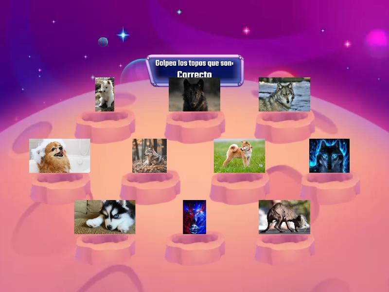 Los lobos son correctos y los peros no son correctos - Whack-a-mole