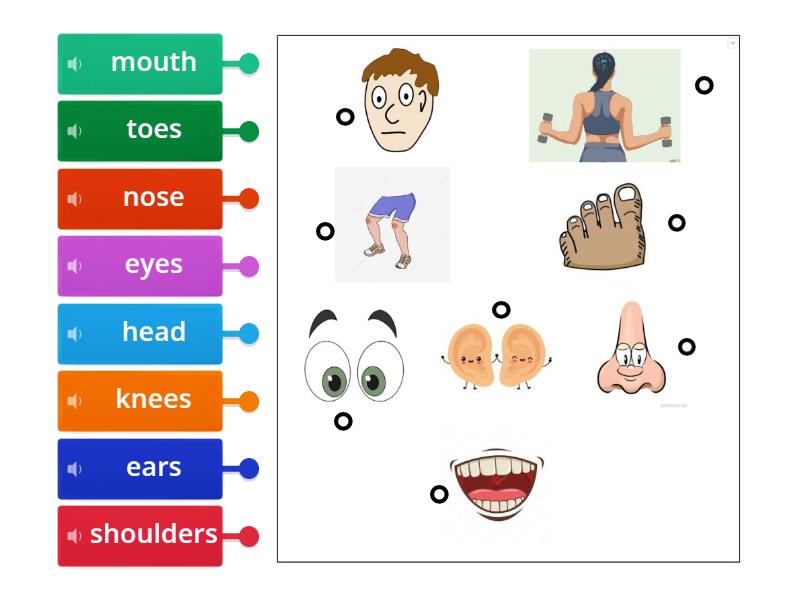 head and shoulders - Labelled diagram