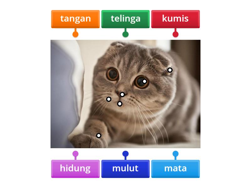 bagian tubuh kucing - Labelled diagram