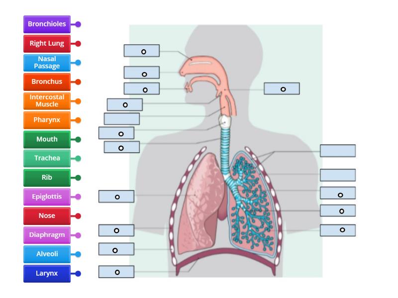 Human Breathing System - Labelled diagram