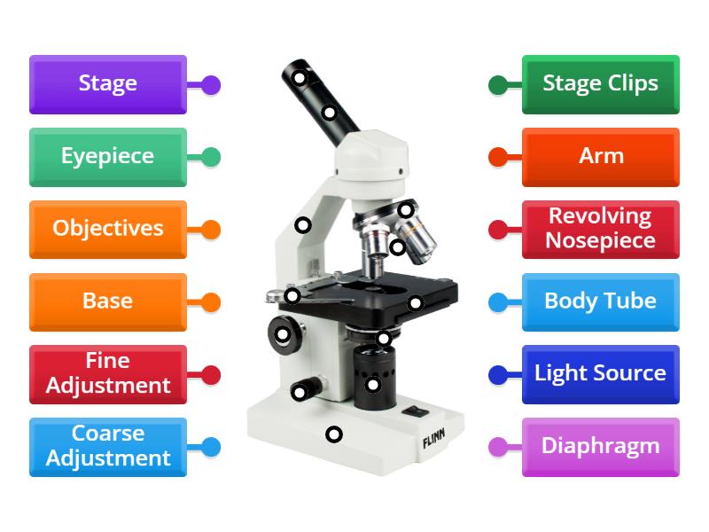 Microscope Labels - Labelled diagram