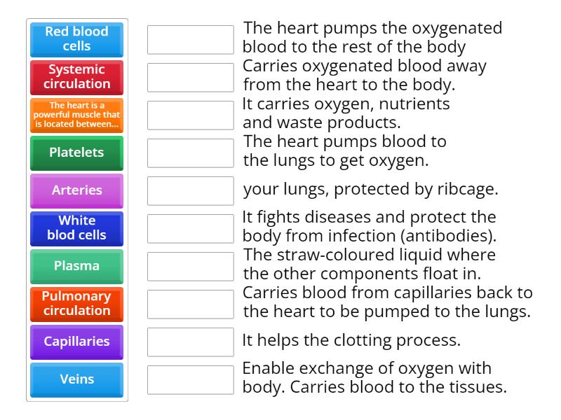 Circulatory system - Match up