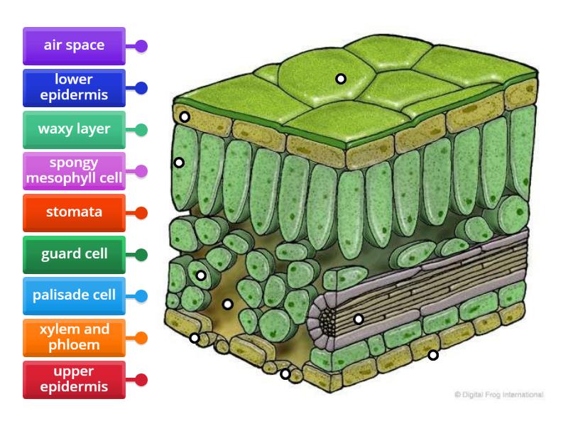 Structure Of A Leaf Labelled Diagram