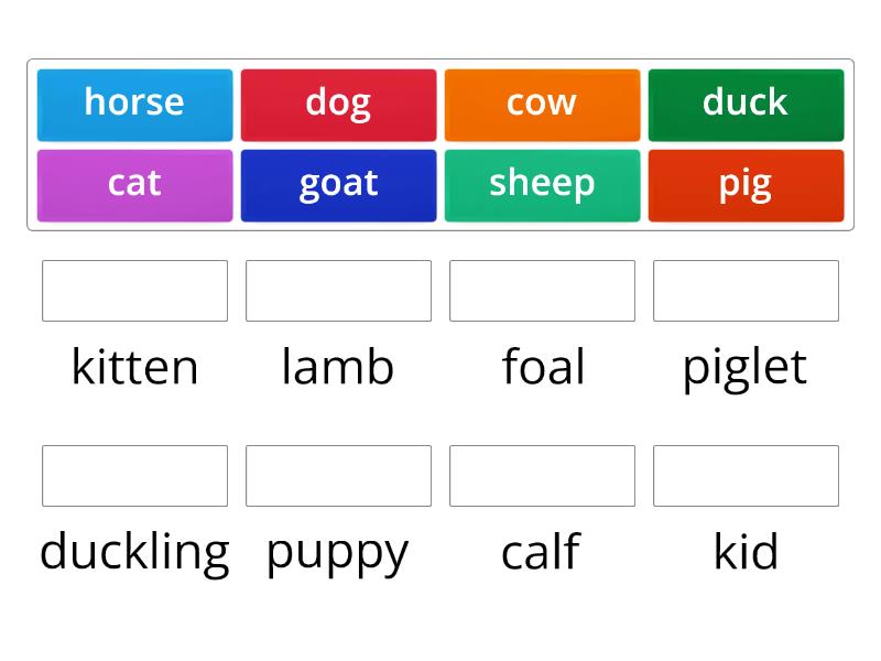 baby animals - Match up