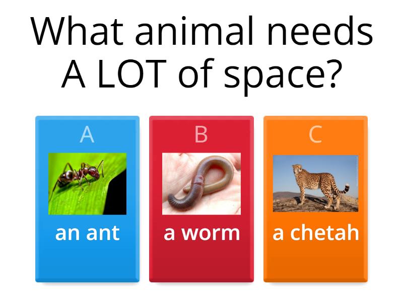 Animal Needs Quiz