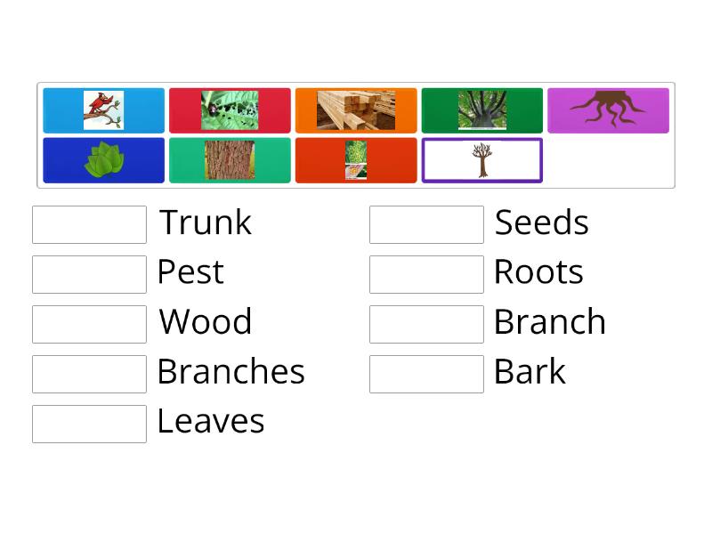 parts-of-a-tree-match-up