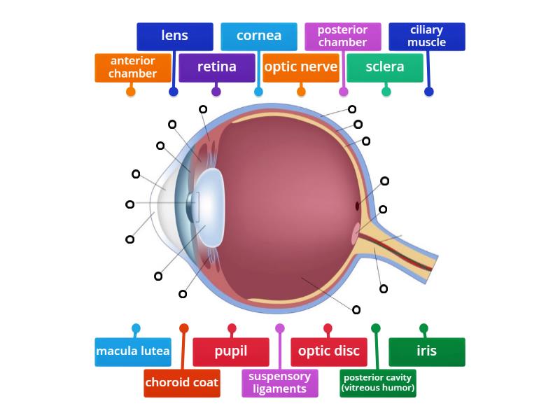 Eyeball anatomy (detailed) - Labelled diagram