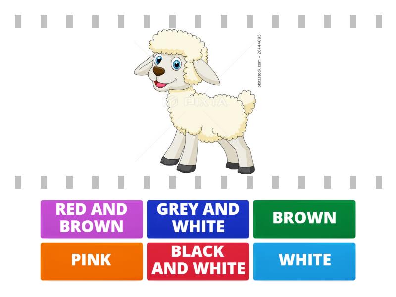 FARM ANIMALS AND COLOURS - Cada oveja con su pareja