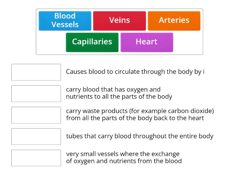 Circulatory System Match Up 1611