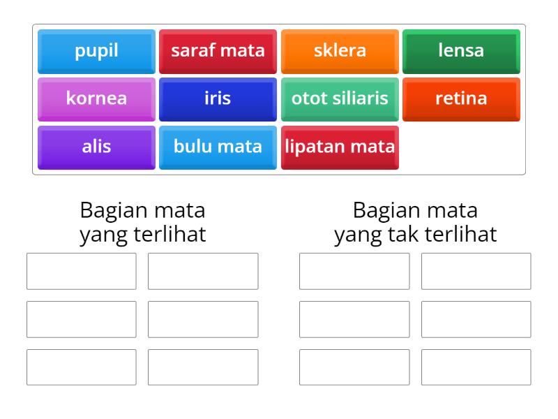 MENGELOMPOKKAN BAGIAN-BAGIAN MATA - Group sort