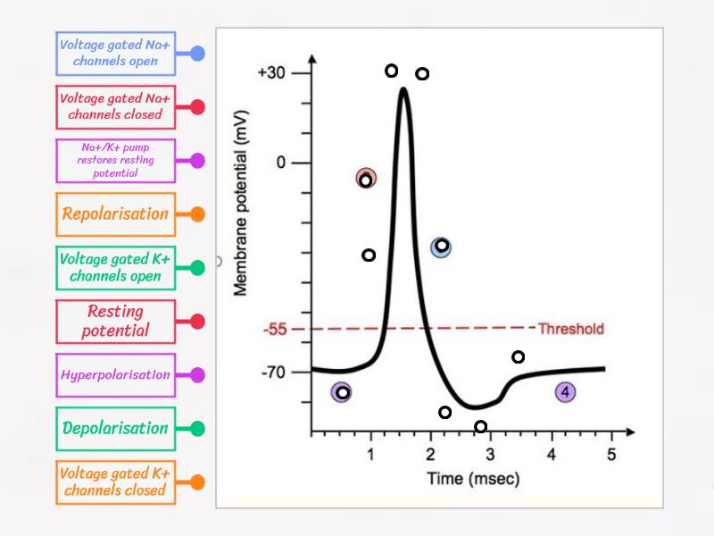 explain action potential in general terms