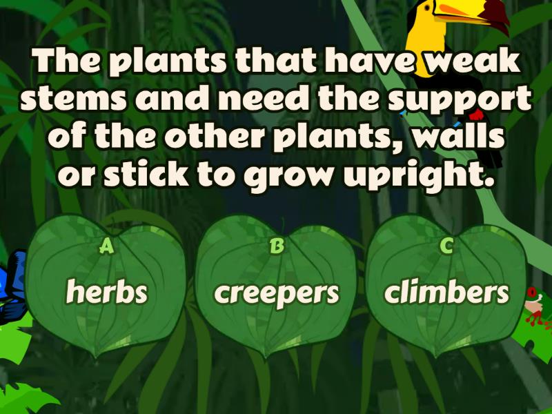 TYPES OF PLANTS Quiz