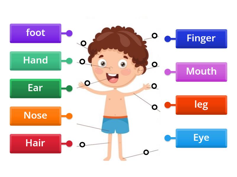 My body - Labelled diagram