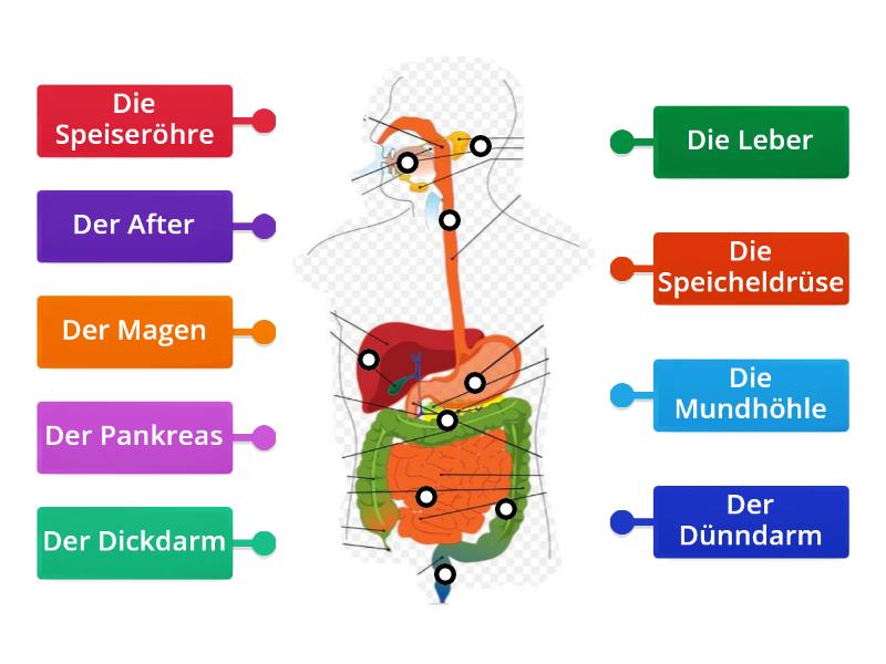 5kl Nat Verdauungsystem organe - Labelled diagram