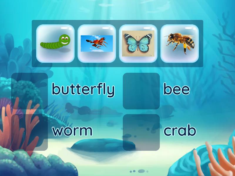 Invertebrates : Match each picture with the name. - Match up