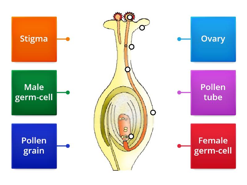 pollen germination experiment class 12 diagram