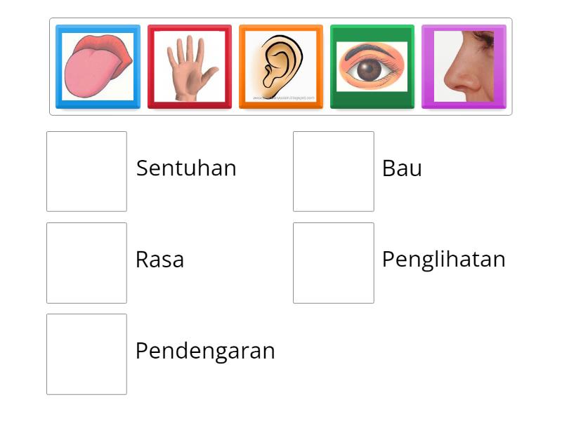 SAINS : Mengenal Deria Manusia - Match up