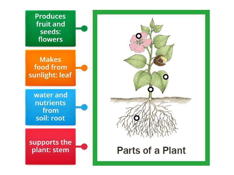 organ plant - Labelled diagram