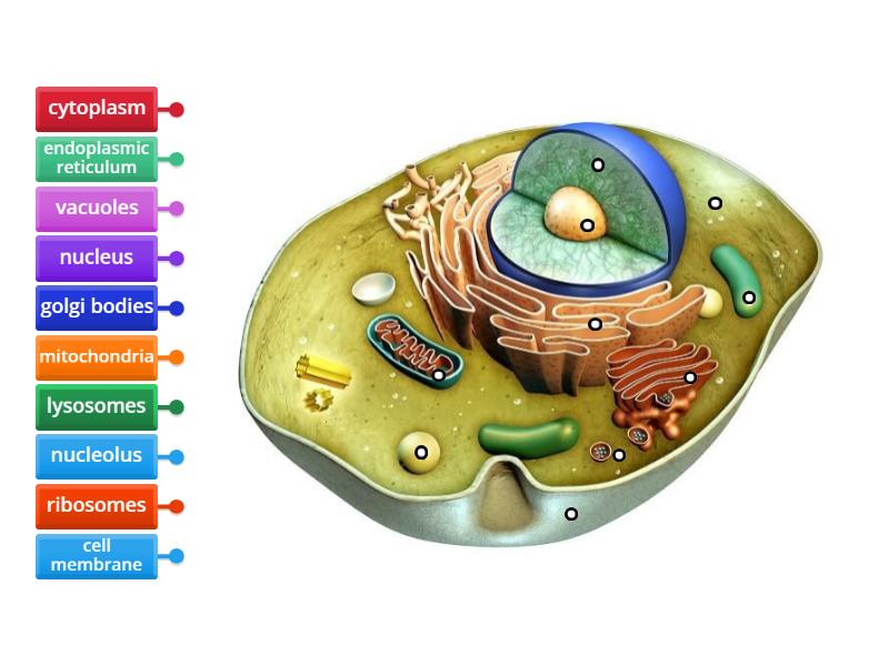 Animal Cell - Labelled diagram