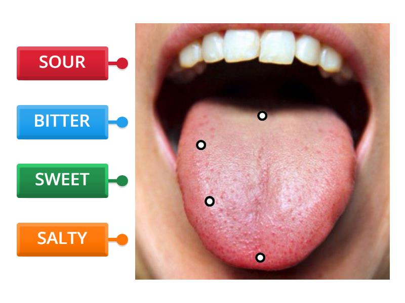 TOUNGE TASTES - 4TH - Labelled diagram