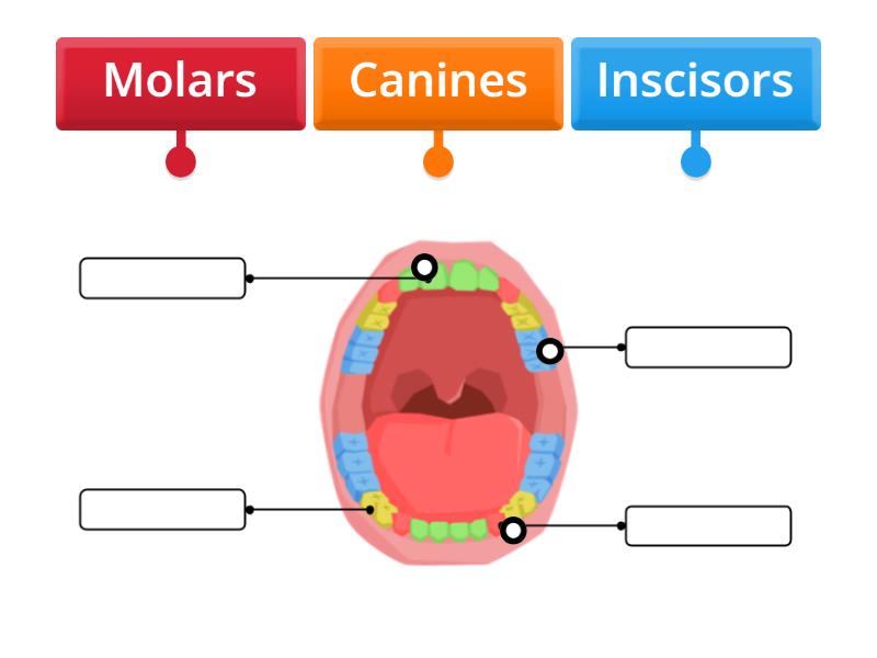 Starter Labelling teeth Labelled diagram