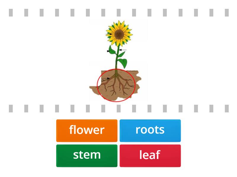 parts-of-the-plants-find-the-match