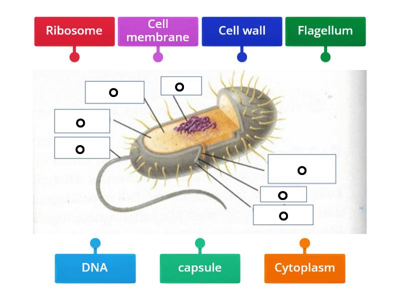 Prokaryotic Cell Labelled Diagram