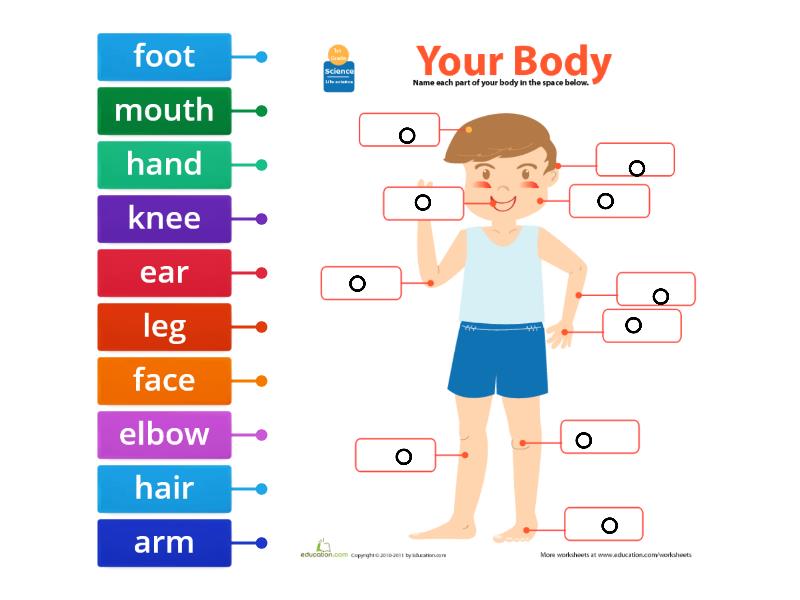 BODY PARTS - Labelled diagram