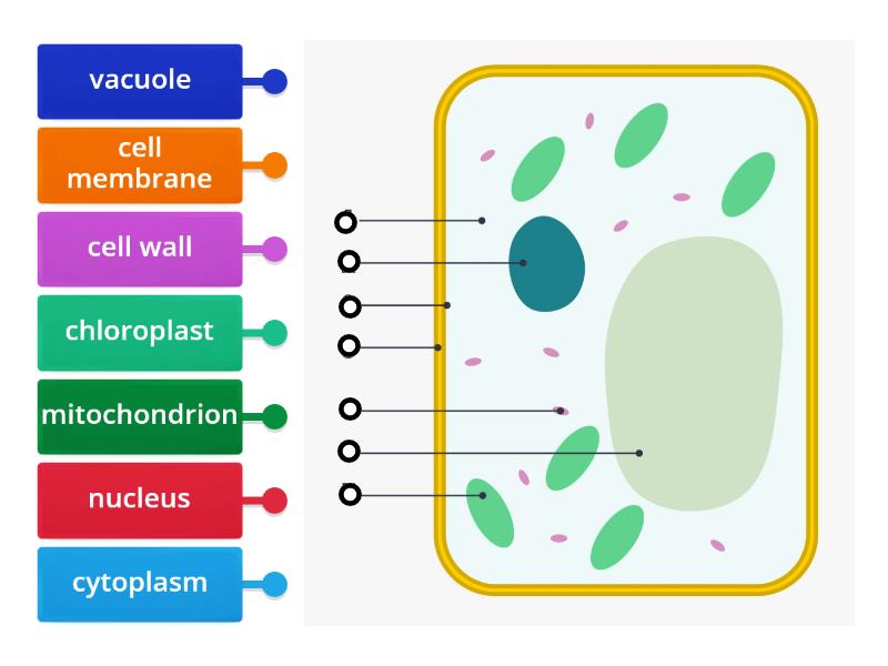 Plant cell organelles (structures) - Labelled diagram