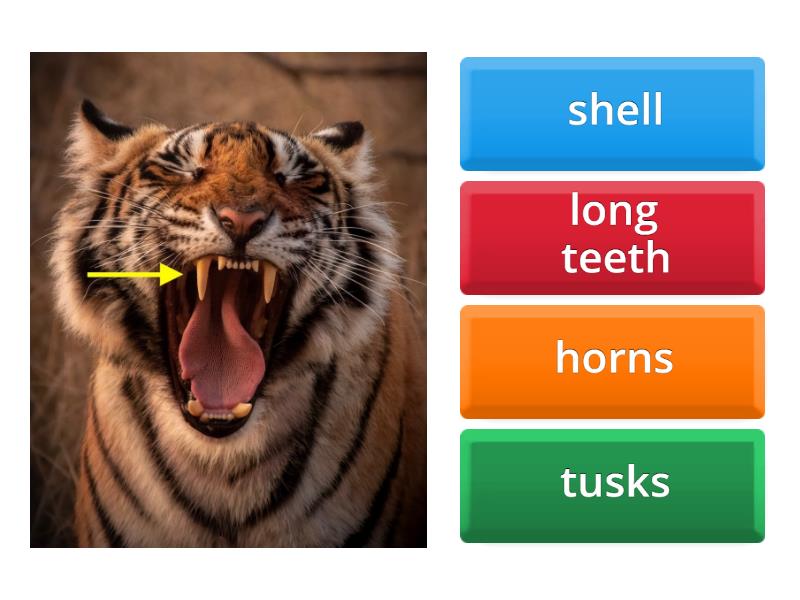 Special Body Parts Of Animals - Part 1 - Quiz