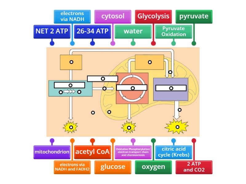 Aerobic Cellular Respiration - Labelled diagram