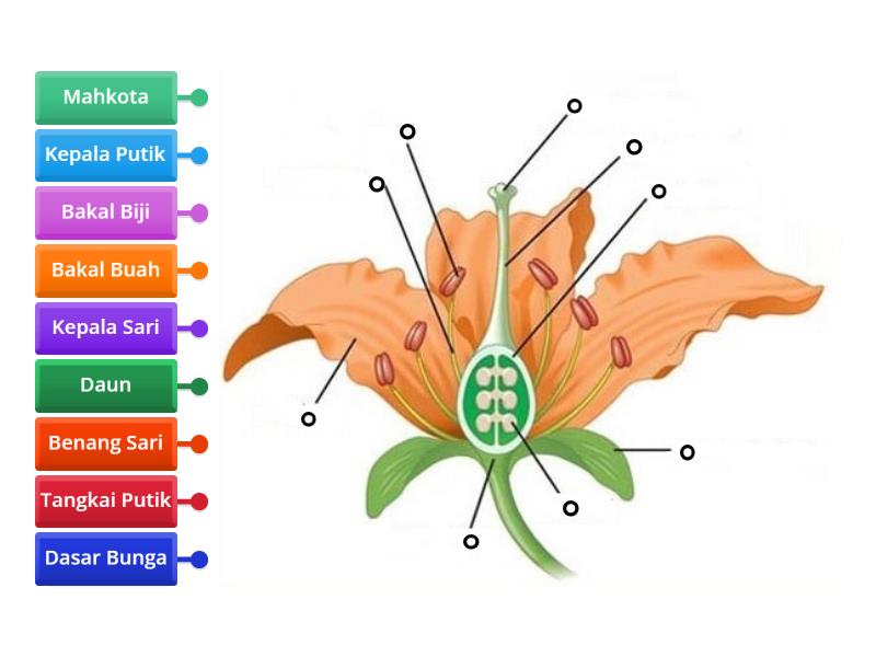 Bagian-bagian Bunga - Labelled diagram