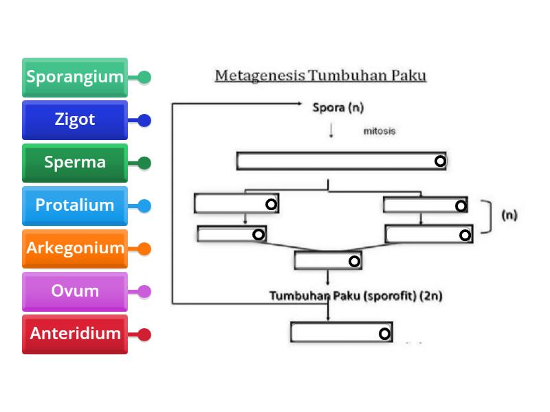 METAGENESIS TUMBUHAN PAKU - Diagram Berlabel