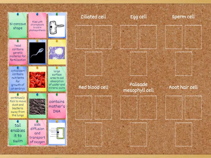 B3 Specialised Cells - Group Sort