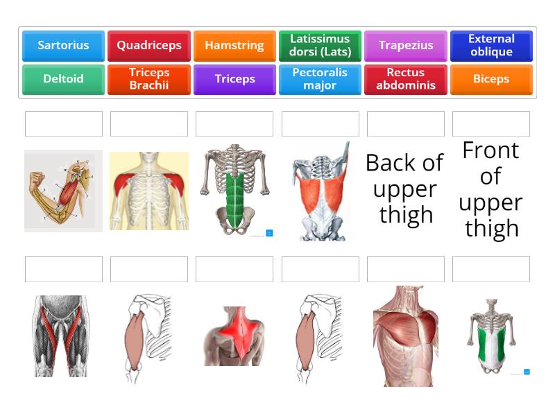 Muscles of the Body - Match up