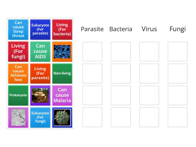Protists - Group sort