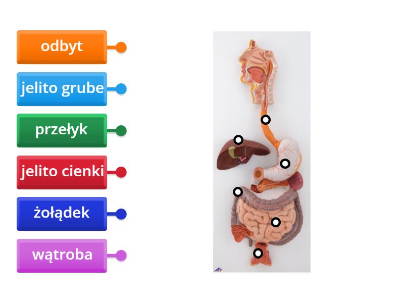 Trawienie I Wchłanianie Pokarmu Kl 4-sprawdzian Trawienie i wchłanianie pokarmu - Labelled diagram