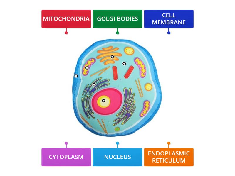 Клетка метка. Автолиз клетки схема. Гало биология клетки. Диаграмма пузырницы физалисовой. Биология 7 клас.