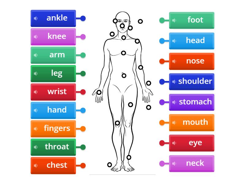 Parts of the body: Labelling activity - Labelled diagram