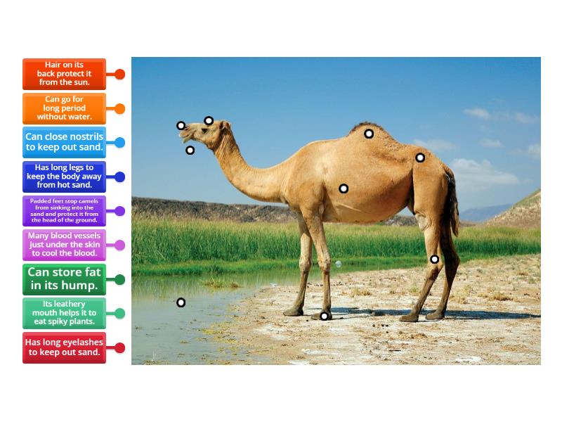 camel's adaptation - Labelled diagram