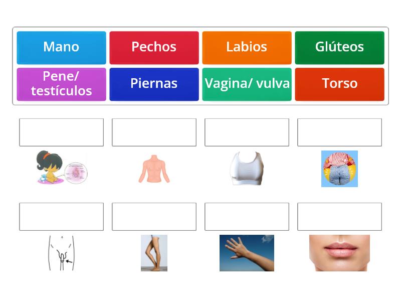 Identificando Las Partes Del Cuerpo Match Up