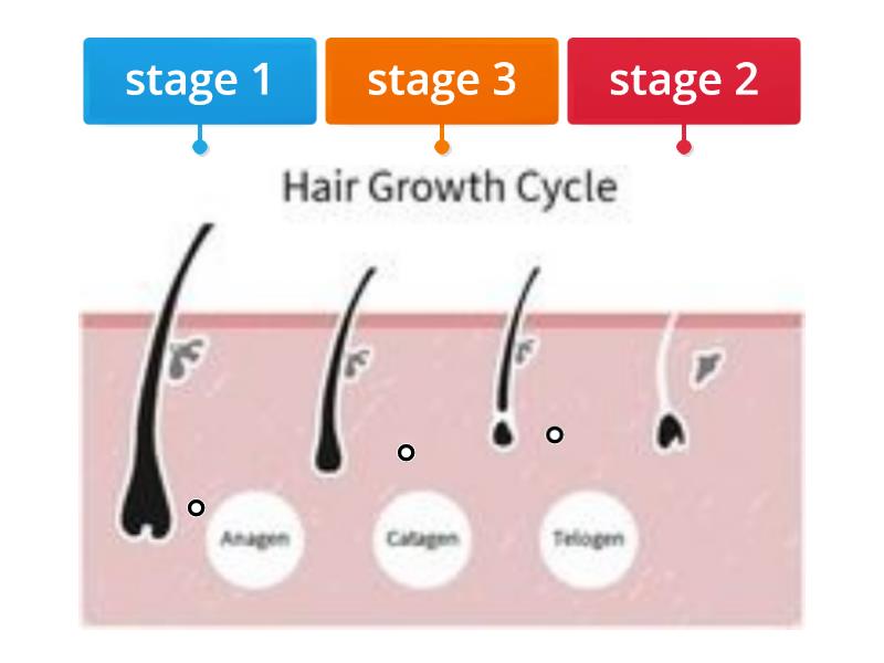 Hair growth cycle diagram - Labelled diagram