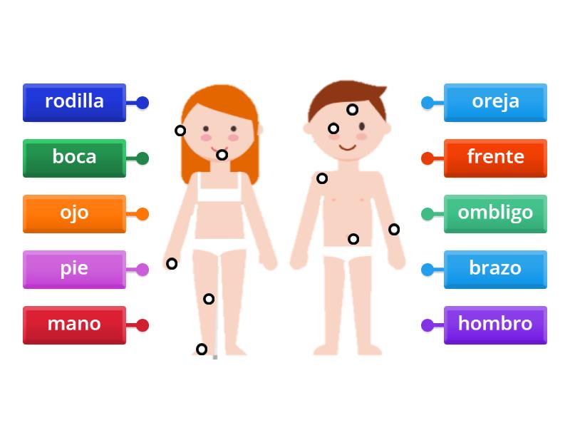 Partes del cuerpo - Labelled diagram