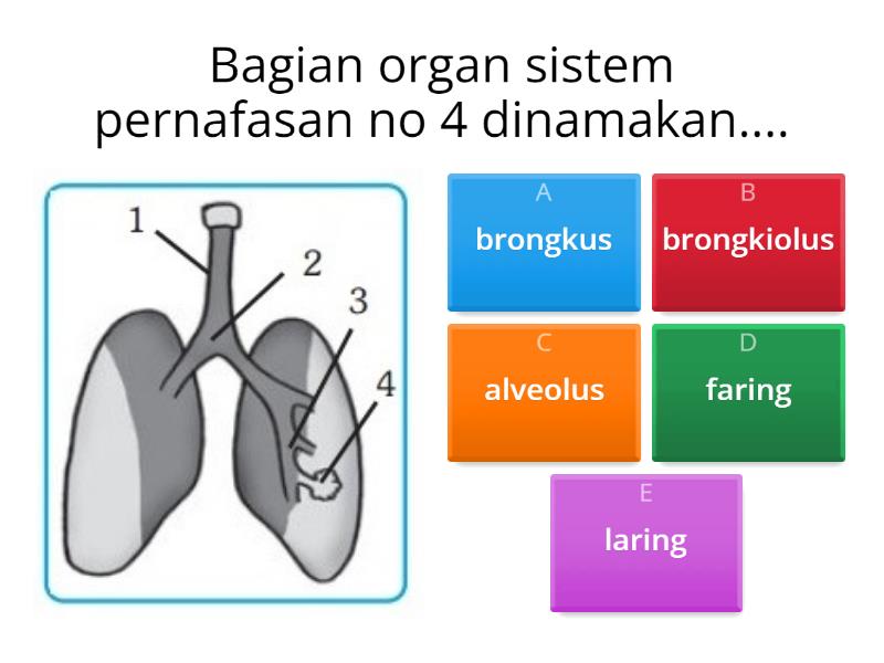 Sistem Pernafasan - Quiz